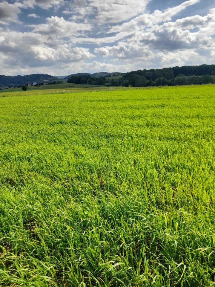 Działka rolna Inwałd Korcza. Zdjęcie 1