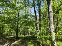 Działka leśna Niwiski. Zdjęcie 3