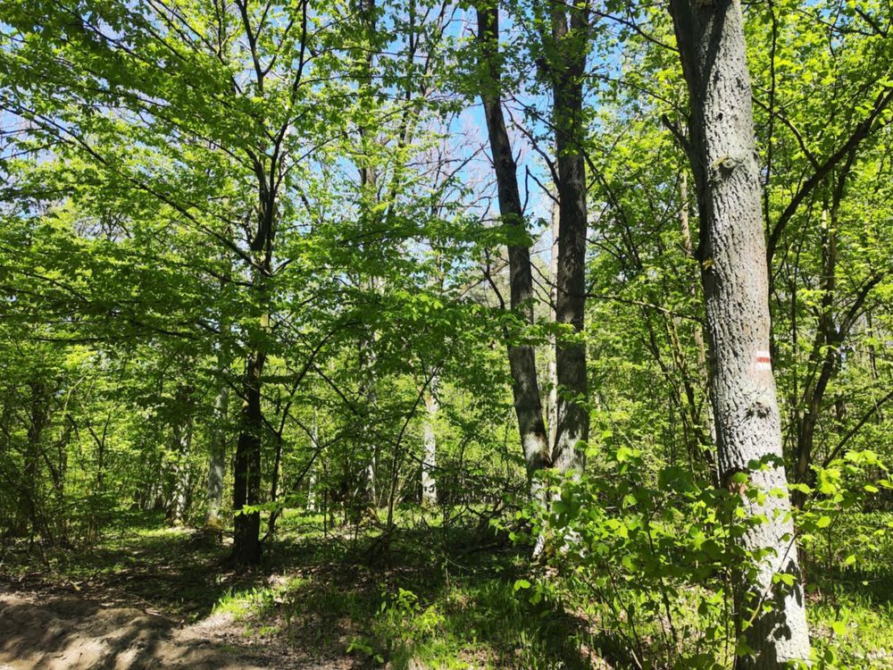 Działka leśna Niwiski. Zdjęcie 4