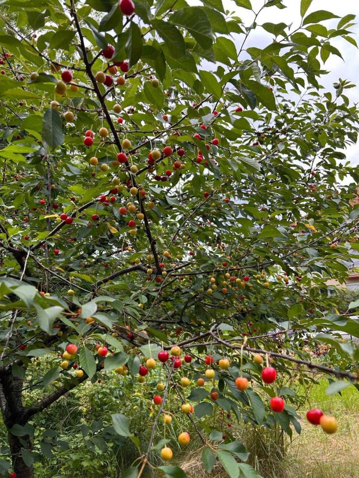 Działka rod Bydgoszcz, ul. Pielęgniarska. Zdjęcie 8