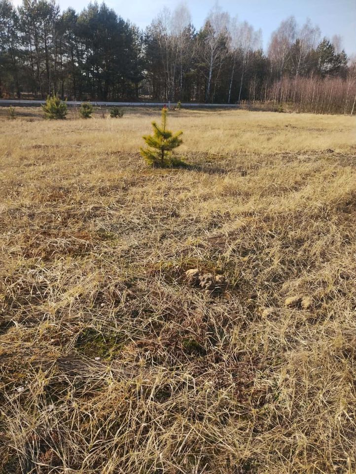 Działka rolno-budowlana Dębniak. Zdjęcie 4