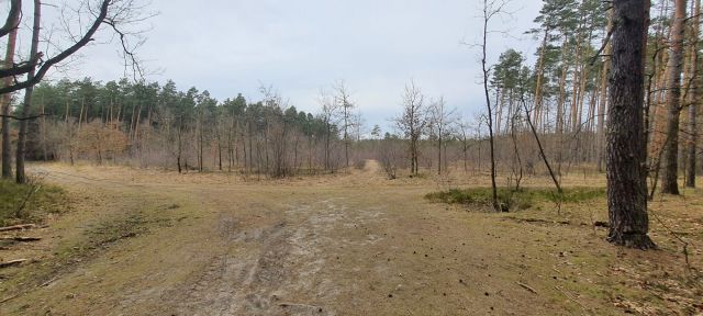 Działka leśna Ruda Kozielska. Zdjęcie 1