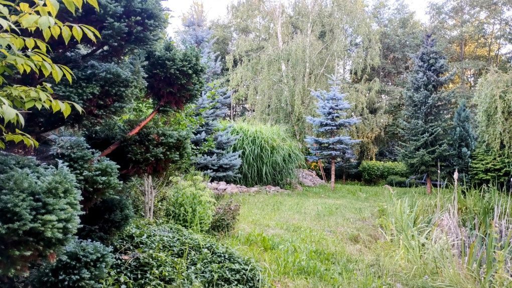 Działka budowlana Koszelówka, Morenowa. Zdjęcie 8