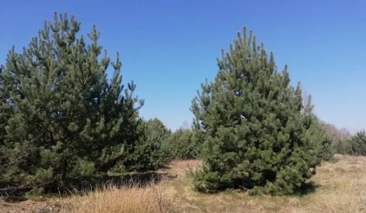 Działka siedliskowa Borówek