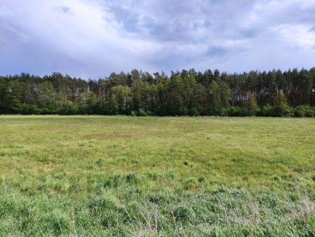 Działka rolna Kotły. Zdjęcie 1