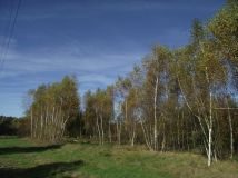 Działka siedliskowa Radomia Orzewo