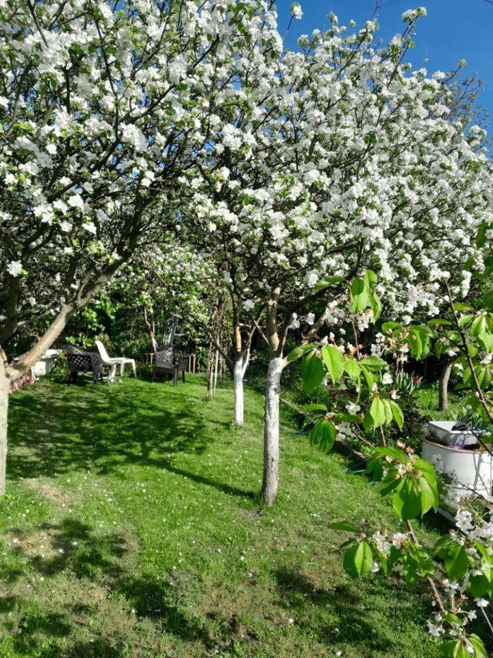 Działka rod Wrocław Krzyki. Zdjęcie 3