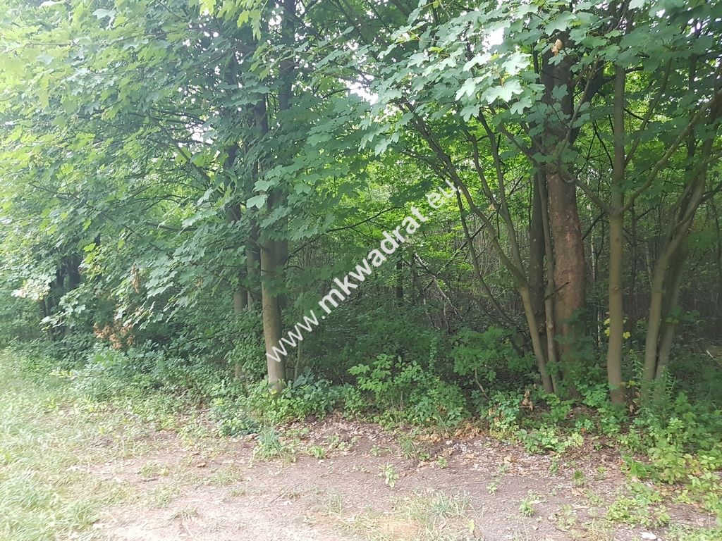 Działka rolna Grzegorzewice. Zdjęcie 1