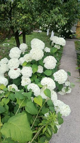 Działka rod Gorzów Wielkopolski, ul. Franklina Roosevelta. Zdjęcie 1