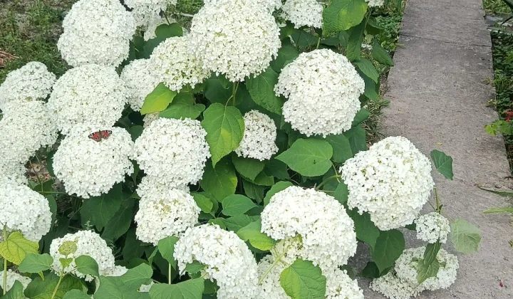 Działka rod Gorzów Wielkopolski, ul. Franklina Roosevelta