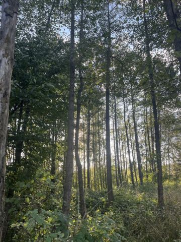 Działka leśna Olszyny. Zdjęcie 1