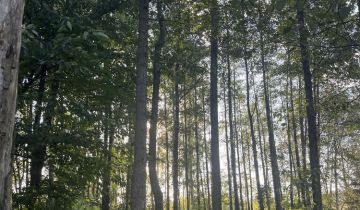 Działka leśna Olszyny