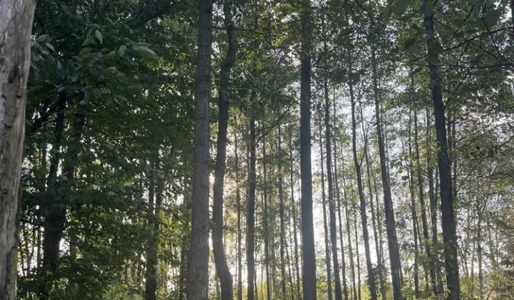 Działka leśna Olszyny