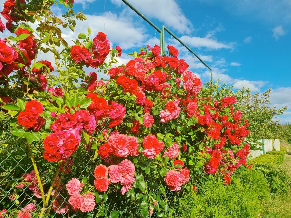 Działka rod Gdynia Babie Doły, ul. Zielona. Zdjęcie 7
