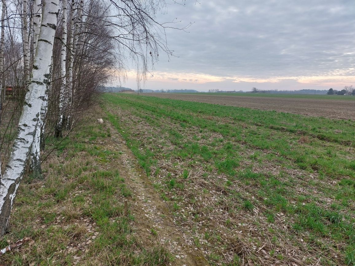 Działka budowlana Sobanice. Zdjęcie 5