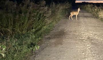 Działka budowlana Borowa