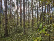 Działka leśna Suków Podmarzysz. Zdjęcie 2