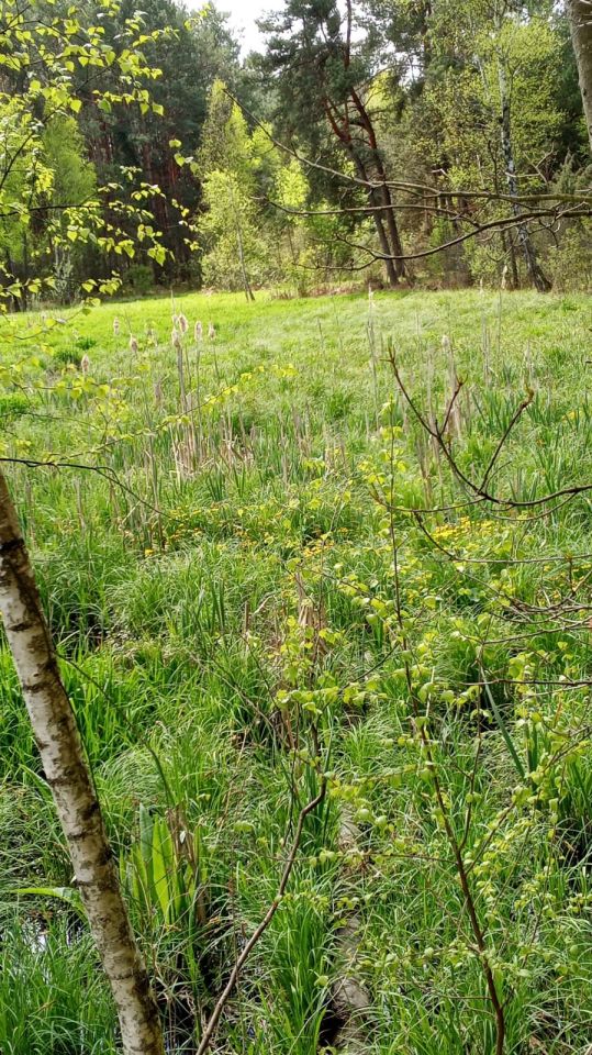 Działka rolno-budowlana Żarnów. Zdjęcie 5