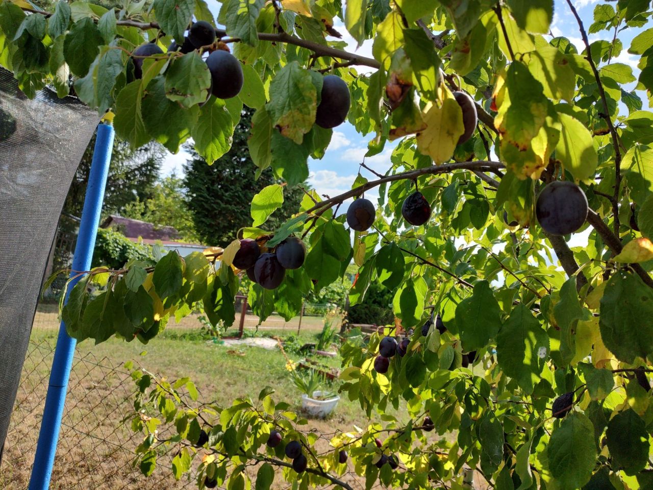 Działka rod Stargard, ul. Klonowa. Zdjęcie 8