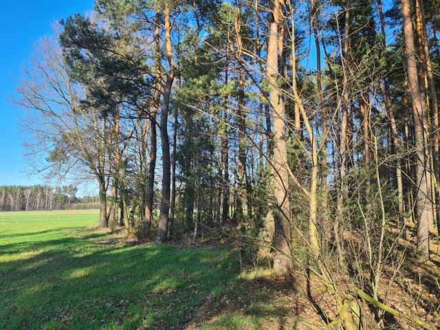 Działka leśna Huta Przerębska. Zdjęcie 1