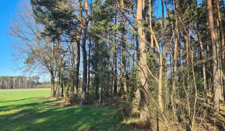 Działka leśna Huta Przerębska