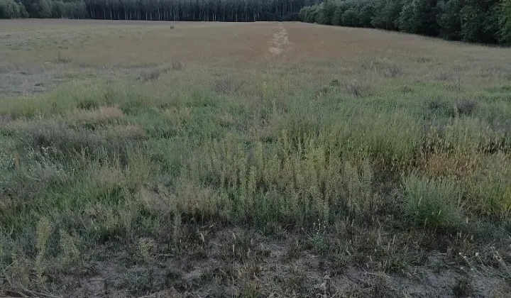 Działka rolna Gucin