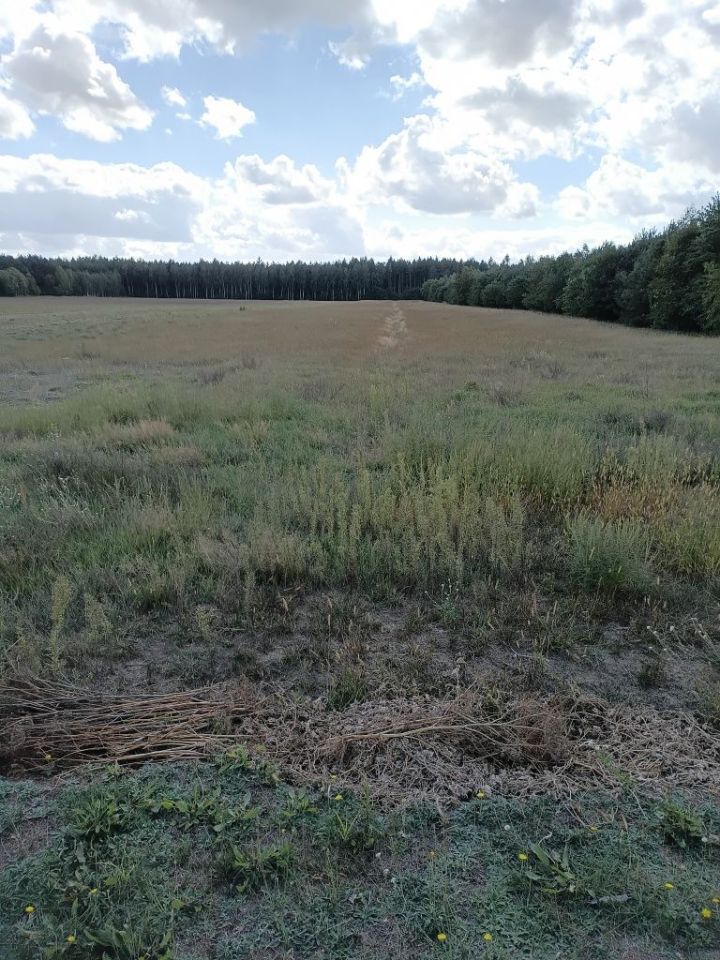 Działka rolna Gucin. Zdjęcie 1