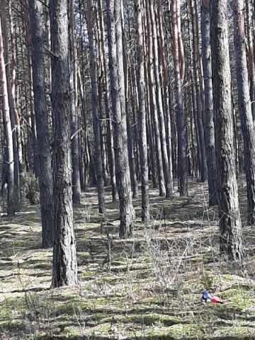 Działka leśna Nieznamierowice. Zdjęcie 1