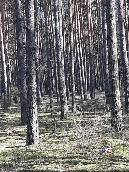 Działka leśna Nieznamierowice