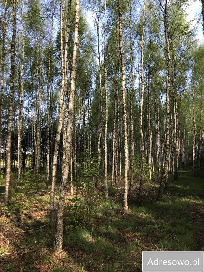Działka leśna Werpol. Zdjęcie 9