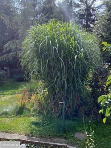 Działka rod Warszawa Mokotów, ul. Dłutowska. Zdjęcie 7