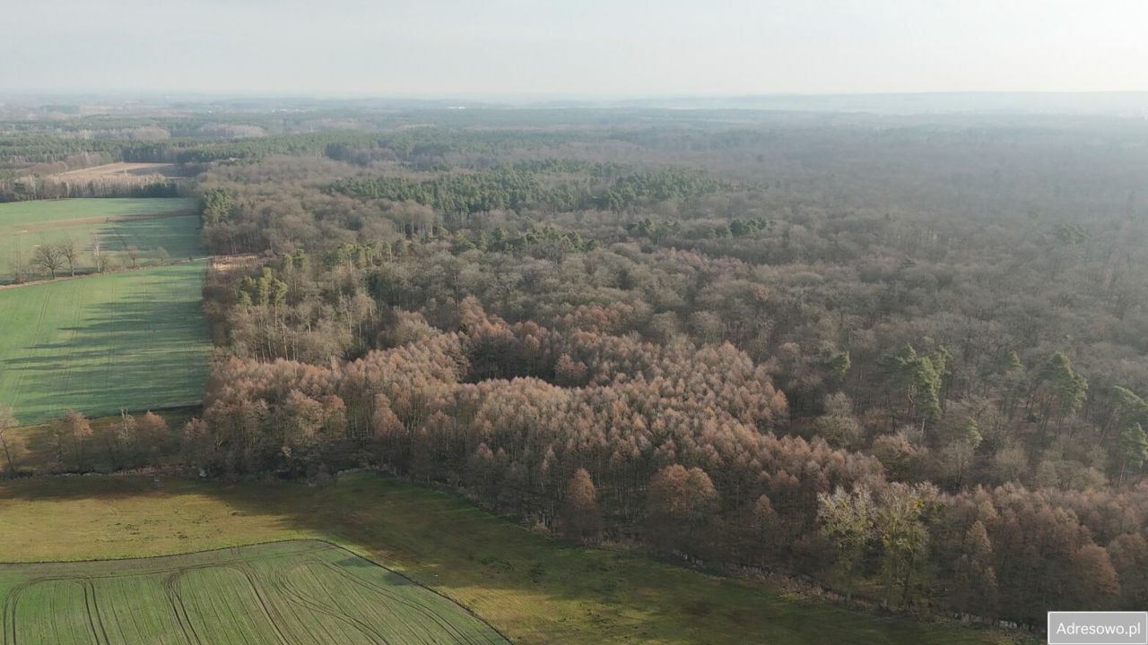 Działka budowlana Bolewicko. Zdjęcie 7