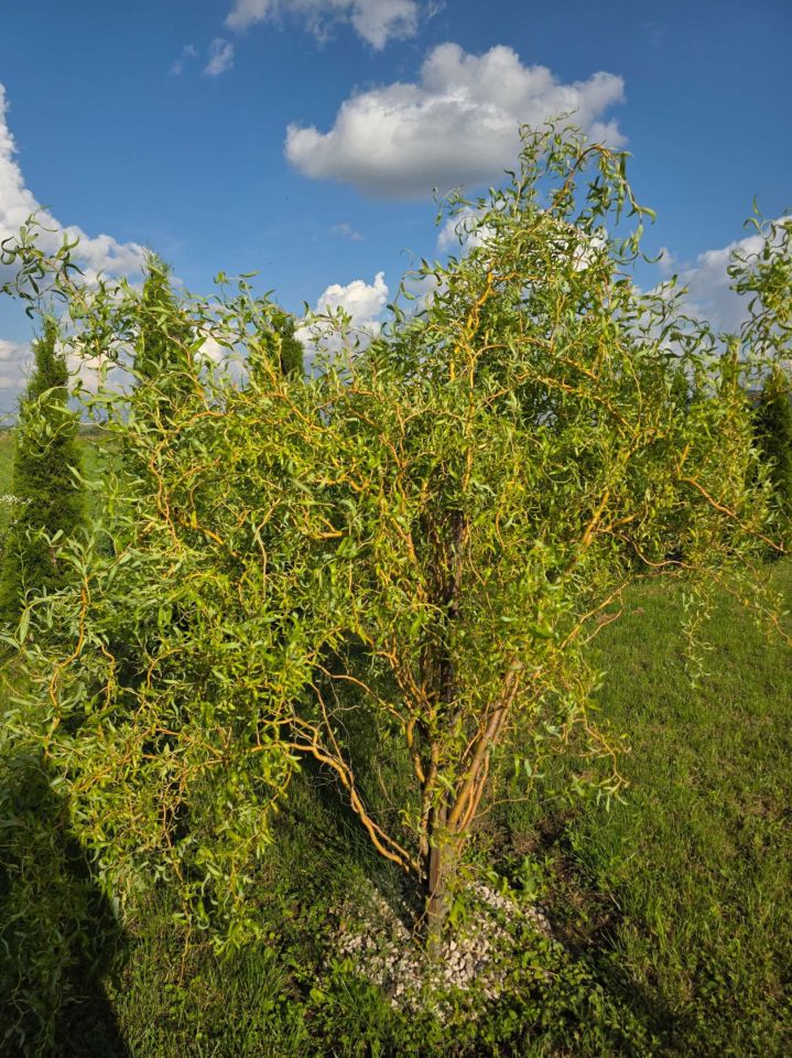 Działka rod Zamość. Zdjęcie 5