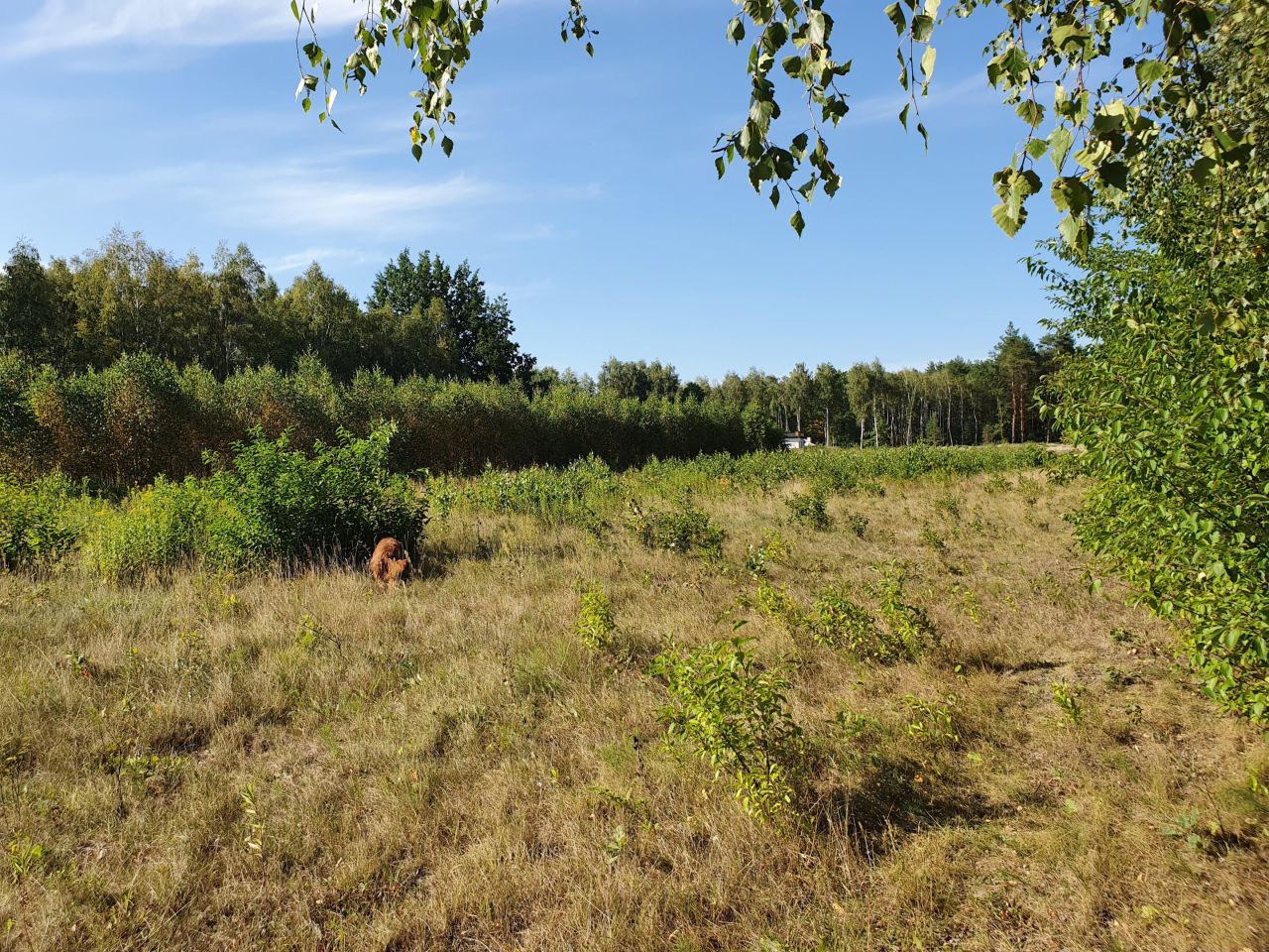 Działka budowlana Klembów. Zdjęcie 4