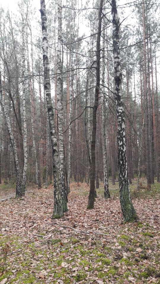 Działka leśna Huta Drewniana Wymysłów. Zdjęcie 8