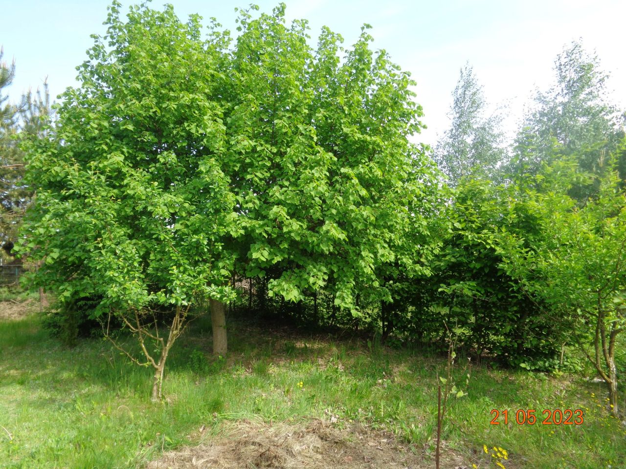 Działka rekreacyjna Grzybowo. Zdjęcie 13