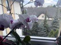 Mieszkanie 2-pokojowe Plewiska, ul. Grunwaldzka. Zdjęcie 4