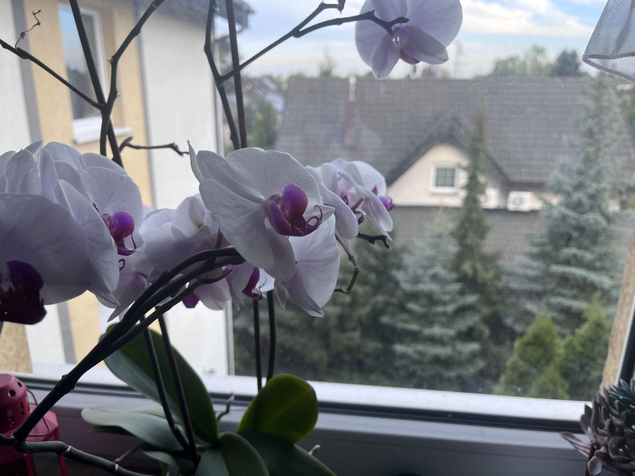 Mieszkanie 2-pokojowe Plewiska, ul. Grunwaldzka. Zdjęcie 5