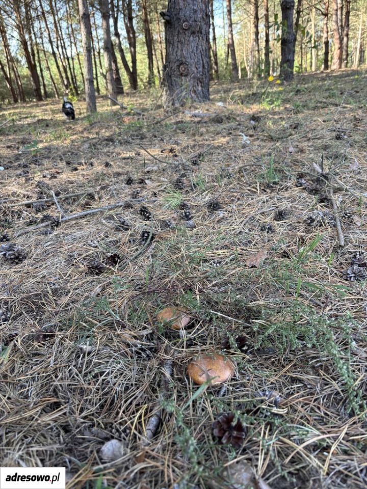 Działka budowlana Łoś, ul. Spacerowa. Zdjęcie 12