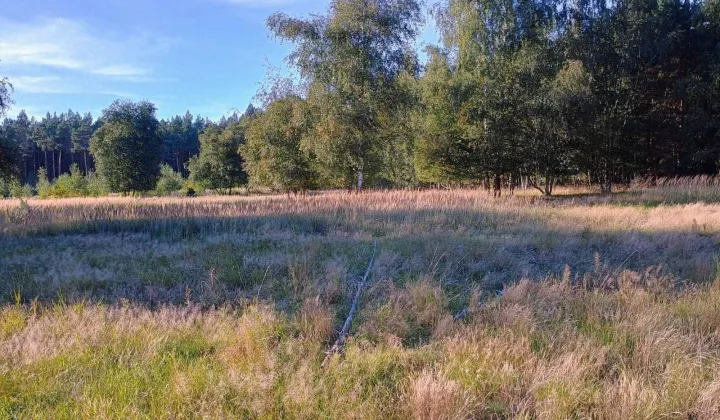 Działka leśna Karniszewo