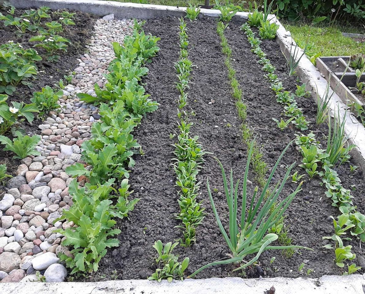 Działka rod Białystok Dojlidy, ul. Adama Mickiewicza. Zdjęcie 4