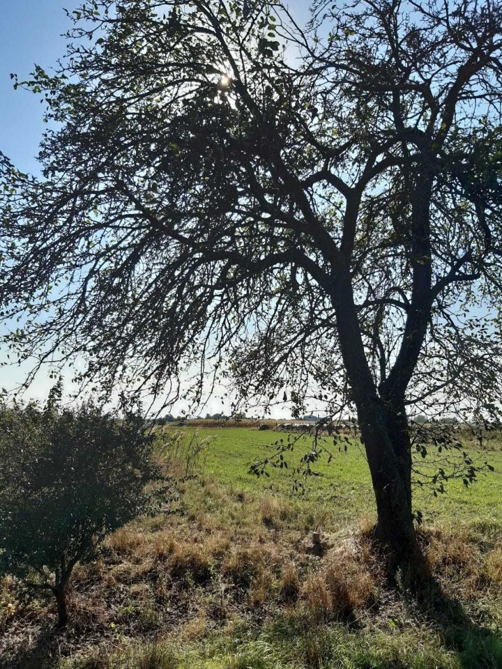 Działka budowlana Surochów. Zdjęcie 3