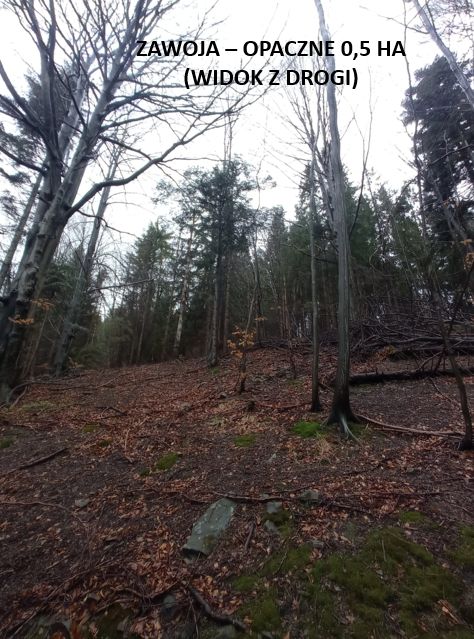 Działka leśna Zawoja Opaczne. Zdjęcie 6