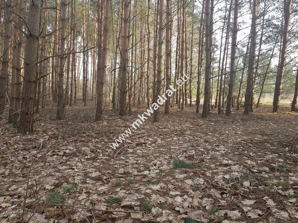 Działka budowlana Bieniewiec. Zdjęcie 5