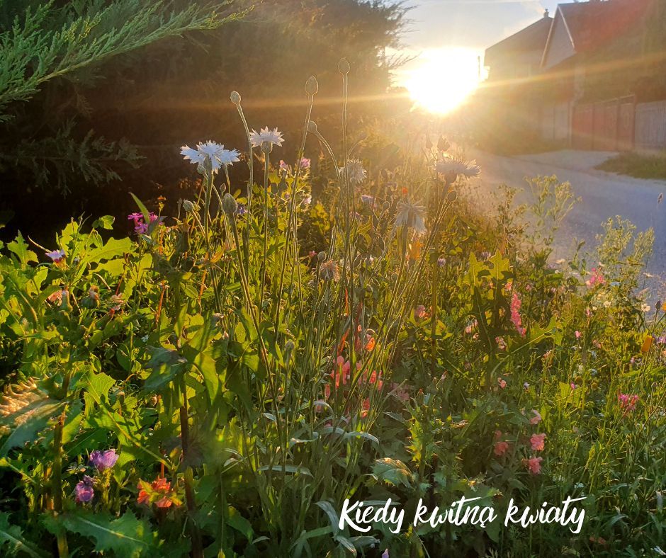 Działka budowlana Wojsławice. Zdjęcie 2