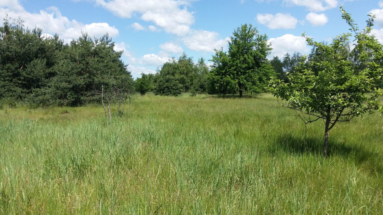 dom wolnostojący, 4 pokoje Myszków Nowa Wieś Żarecka, ul. Koziegłowska. Zdjęcie 15