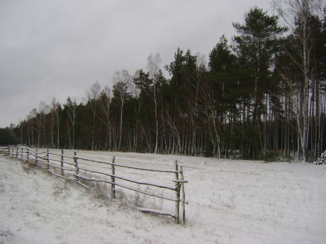 Działka leśna Duninów Duży. Zdjęcie 6