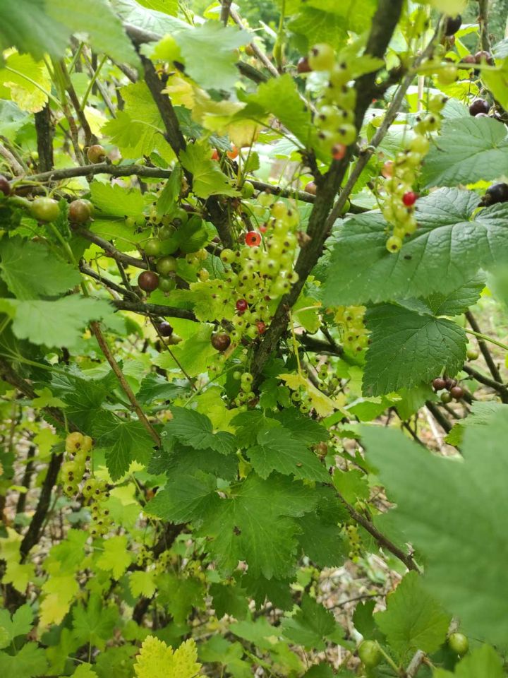 Działka siedliskowa Popowice. Zdjęcie 8