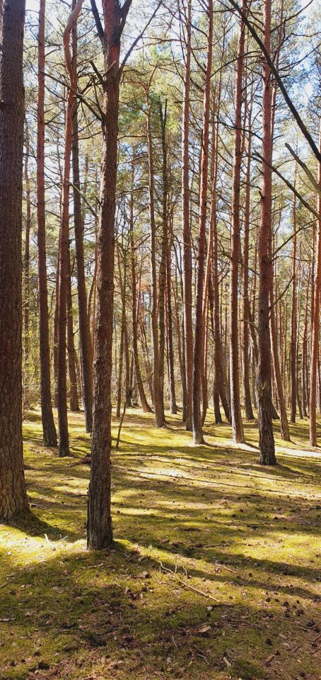 Działka budowlana Arciechów, ul. Jemiołuszki. Zdjęcie 8