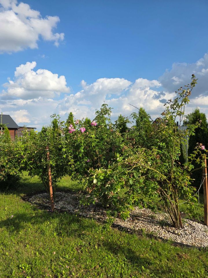 Działka rod Zamość. Zdjęcie 6